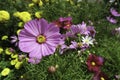 Closeup violet flower as background