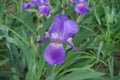 Closeup of violet flower of Iris germanica Royalty Free Stock Photo