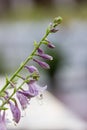 Closeup of Violet flowers of blooming hosta Hosta undulata