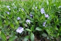Closeup of violet flowers of Vinca minor in April Royalty Free Stock Photo