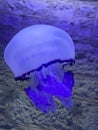 Closeup of a violet jellyfish inside an aquarium