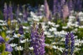 Closeup violet lupine flowers on blurred background of summer meadow with lupins and daisies
