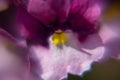 Closeup of violet Nemesia flower in the garden Royalty Free Stock Photo