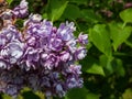 Closeup of violet open full florets of lilac or common lilac in bright sunlight Royalty Free Stock Photo