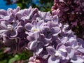 Closeup of violet open full florets of lilac or common lilac in bright sunlight Royalty Free Stock Photo