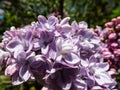 Closeup of violet open full florets of lilac or common lilac in bright sunlight Royalty Free Stock Photo