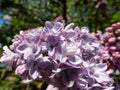 Closeup of violet open full florets of lilac or common lilac in bright sunlight Royalty Free Stock Photo