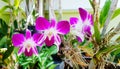 Closeup Violet orchid blooming with green leaves and white building background and copy space. Fresh purple flower in garden park. Royalty Free Stock Photo