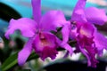 Closeup of violet orchid photo with waterdrops,indoor plant for decoration,Purple orchid flower phalaenopsis or falah on a white Royalty Free Stock Photo