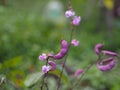 Violet Pea, Green pea Pisum sativum sugar snap pea Pisum sativum L. Sugar pea, Sweet peas, Garden pea, Pea vegetable tree blooming