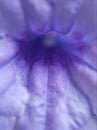 Closeup violet inside petunia flower with sweet color