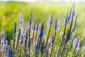 Closeup violet prairie flowers