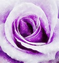 Closeup Violet Rose Fine Art