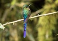 Closeup of Violet-tailed Sylph hummingbird,Ecuador