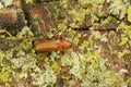 Closeup on a violet tanbark borer longhorn beetle, Phymatodes testaceus, sittting on wood