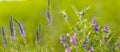 Closeup violet wild flowers in grass
