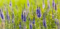 Closeup violet wild flowers in grass