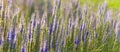 Closeup violet wild flowers in grass