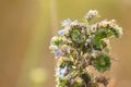 Closeup of viper`s bugloss flowers with green blurred background Royalty Free Stock Photo