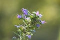 Closeup of viper\'s bugloss flowers with green blurred background Royalty Free Stock Photo