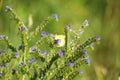 Closeup of viper\'s bugloss flowers with green blurred background Royalty Free Stock Photo