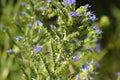 Closeup of viper\'s bugloss flowers with selective focus on foreground Royalty Free Stock Photo