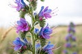 Closeup of Vipers Bugloss Royalty Free Stock Photo