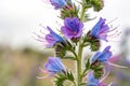 Closeup of Vipers Bugloss Royalty Free Stock Photo