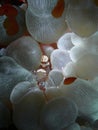 Close-up and macro shot the bubble coral shrimp, the beauty of underwater world diving in Sabah, Borneo.