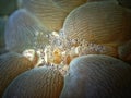 Close-up and macro shot the bubble coral shrimp, the beauty of underwater world diving in Sabah, Borneo.