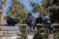 Closeup vire of black colored birds sitting on a wire in a park on a sunny day