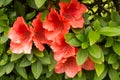 Closeup Vireyas bush with flowers and green leafs Royalty Free Stock Photo