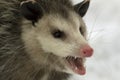 Closeup of Virginia Opossum