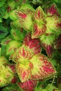 Vivid Colored Variegated Leaves of Coleus Plant in the Garden Royalty Free Stock Photo