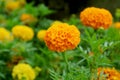 Closeup Vivid Orange Marigold Flower Blooming in the Field Royalty Free Stock Photo