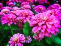 Closeup Vivid Pink Flower Field