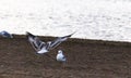 Closeup of wagtail bird and and a seagull on a sandy shore of a tranquil beach Royalty Free Stock Photo