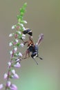 Closeup of the waisted beegrabber, Physocephala rufipes hanging on a twig of common heather, Calluna vulgaris Royalty Free Stock Photo