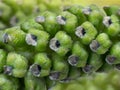 Closeup walnut inflorescence before blooming for background.