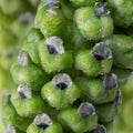 Closeup walnut inflorescence before blooming for background.