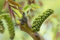 Closeup walnut inflorescence before blooming and young leaves on a branch.