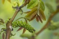 Closeup walnut inflorescence and young leaves on a branch