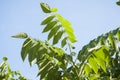 Summertime closeup of walnut branches with green leaves in sunlight with blue sky in background Royalty Free Stock Photo