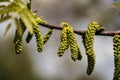 Closeup of walnut male flowers Royalty Free Stock Photo