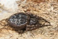 Closeup on the Walnut orbweaver spider, Nuctenea umbratica on wood