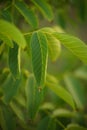 Closeup walnut tree branch with green foliage in the garden