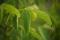 Closeup walnut tree branch with green leaves in the garden