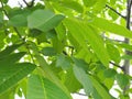 Closeup of walnut tree foliage Royalty Free Stock Photo