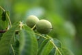 Closeup of a walnut on the tree surrounded by green leaves Royalty Free Stock Photo