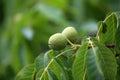 Closeup of a walnut on the tree surrounded by green leaves Royalty Free Stock Photo